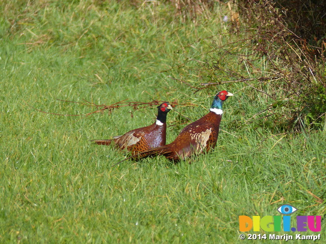 FZ009268 Two male common Pheasants (Phasisnus colchicus) in field